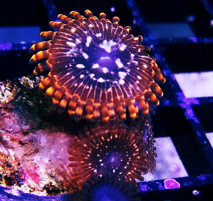 Utter chaos zoanthid REEF2REEF Saltwater and Reef