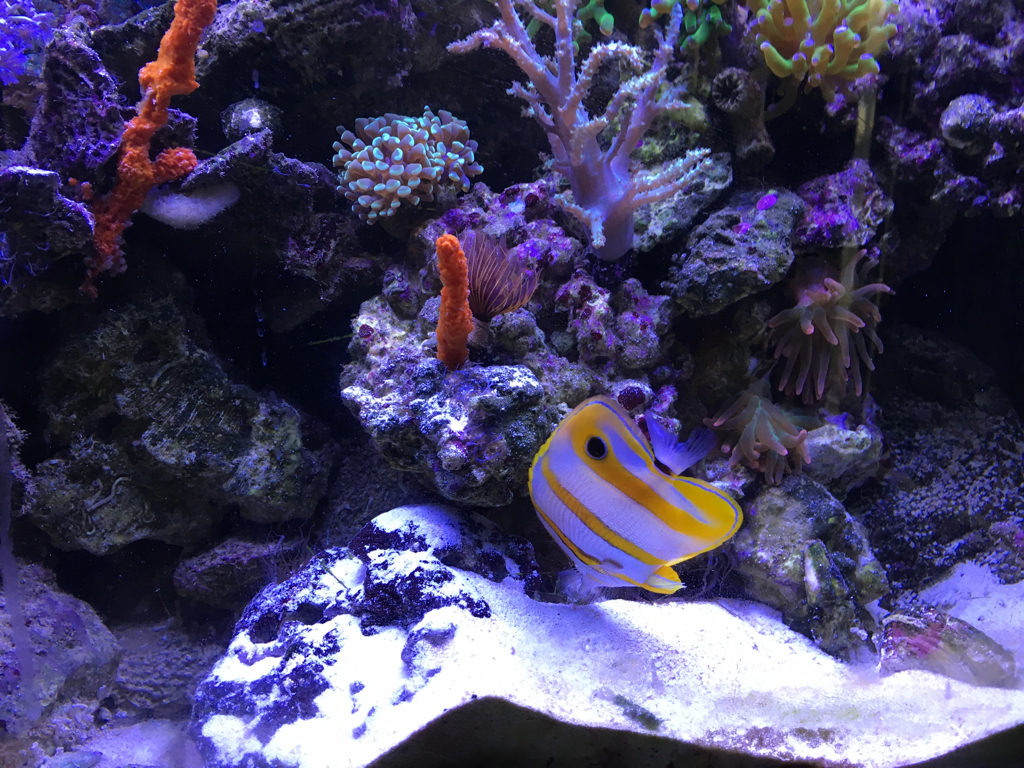 Natural Reef Aquarium 15