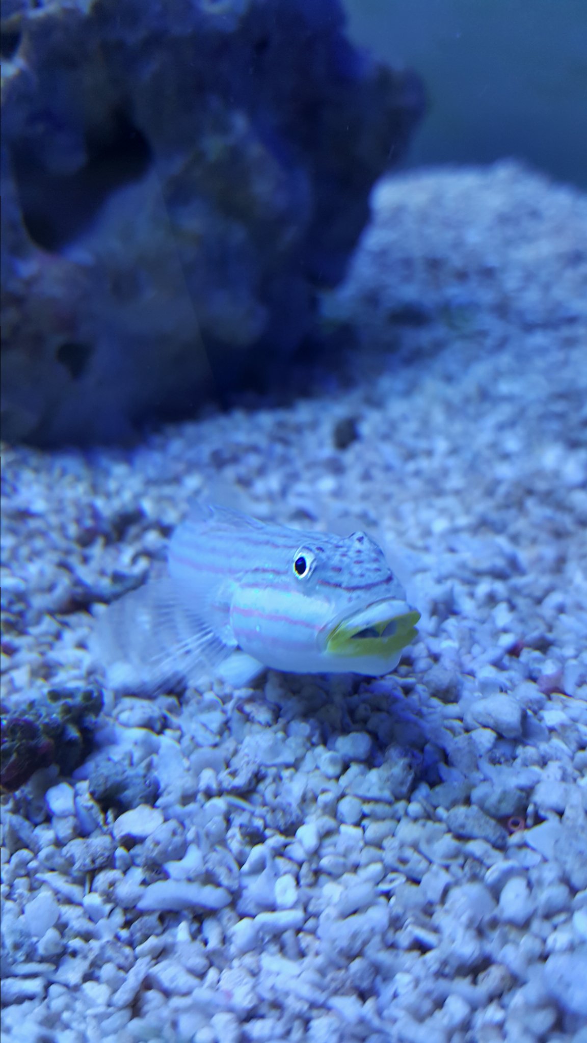 Goby3