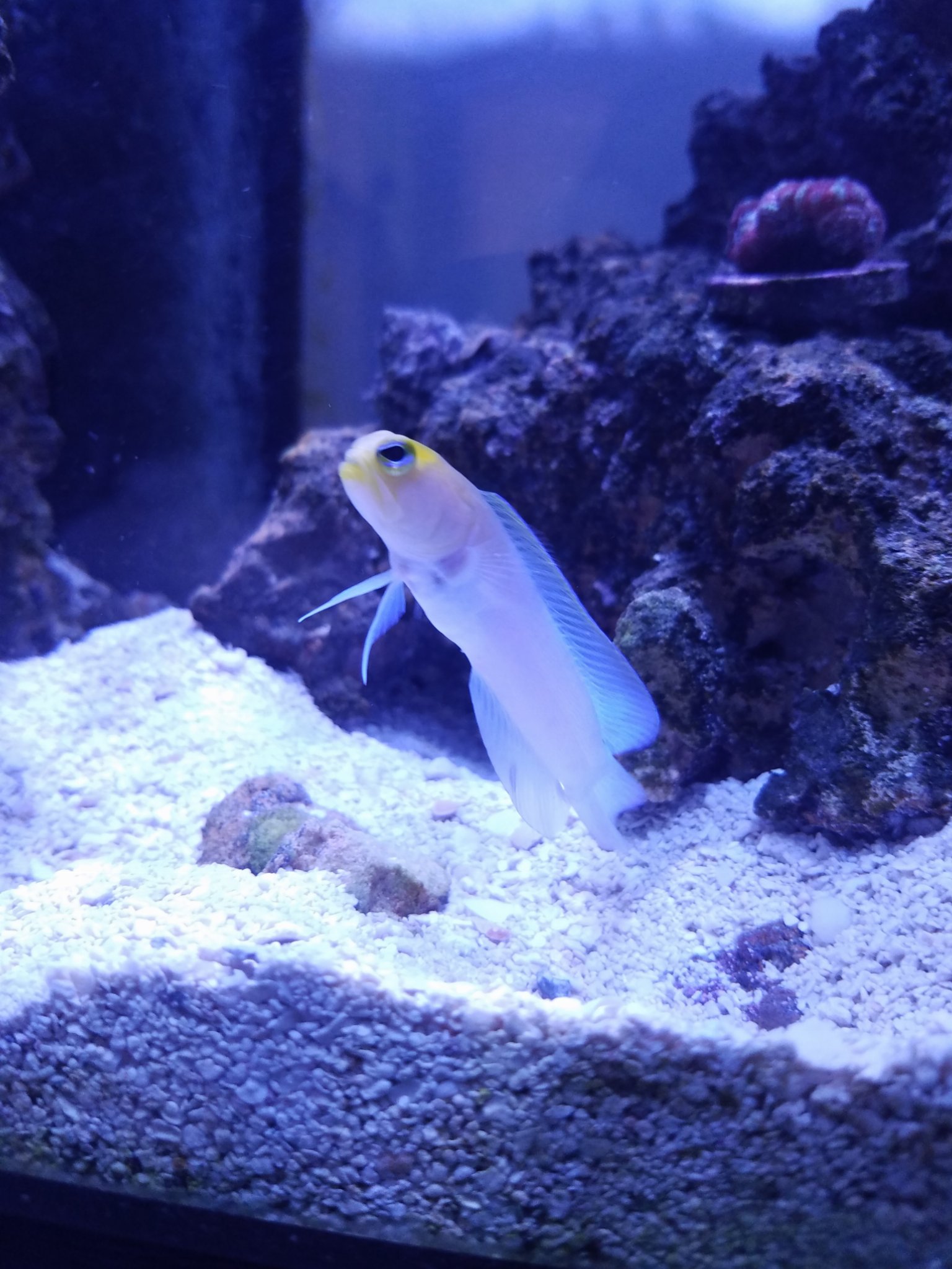 Pearly Jawfish