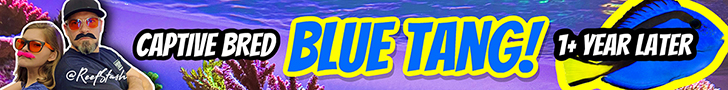 ReefStash YouTube channel - biota blue tang banner