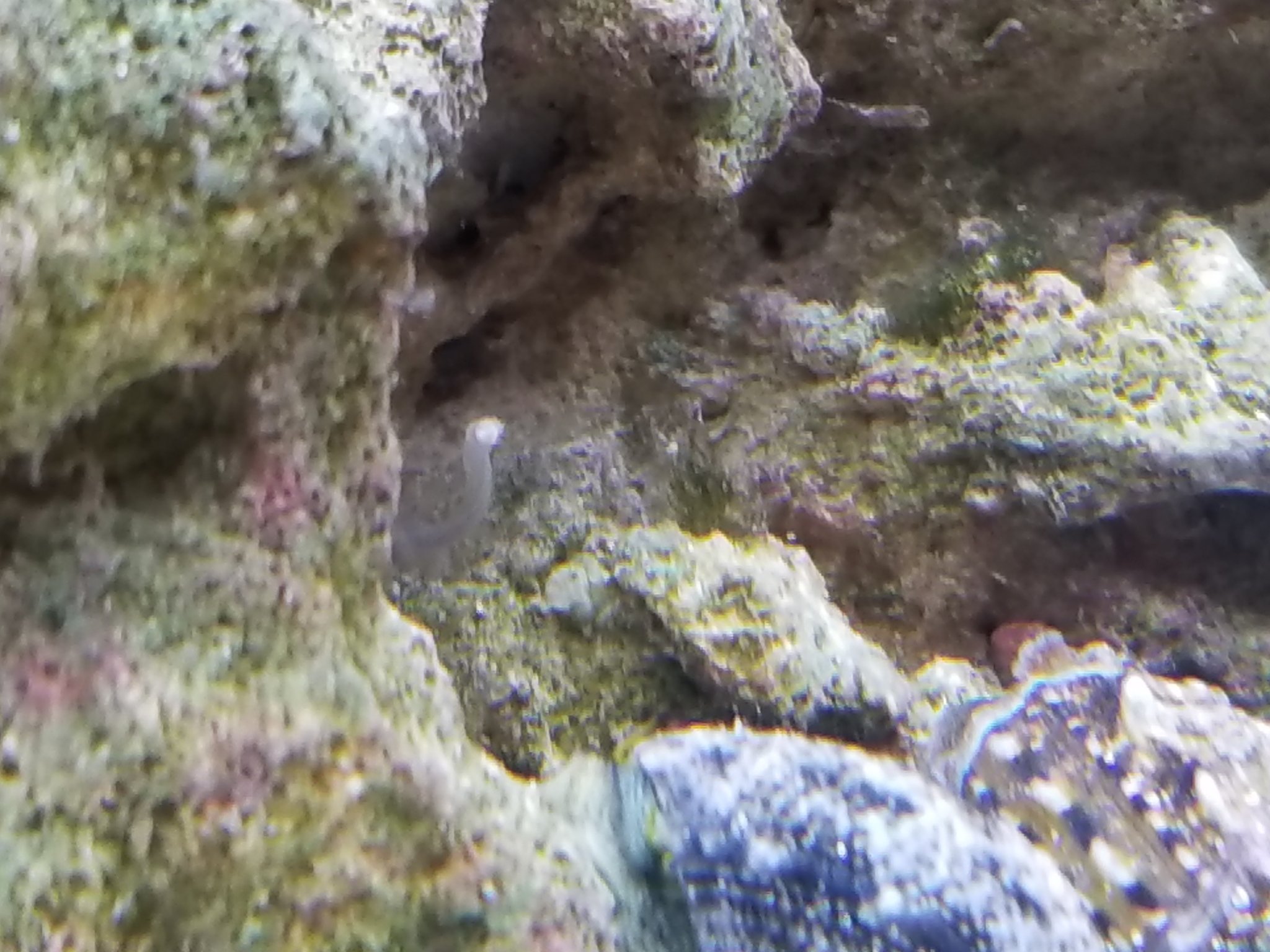 White tube worm/growth