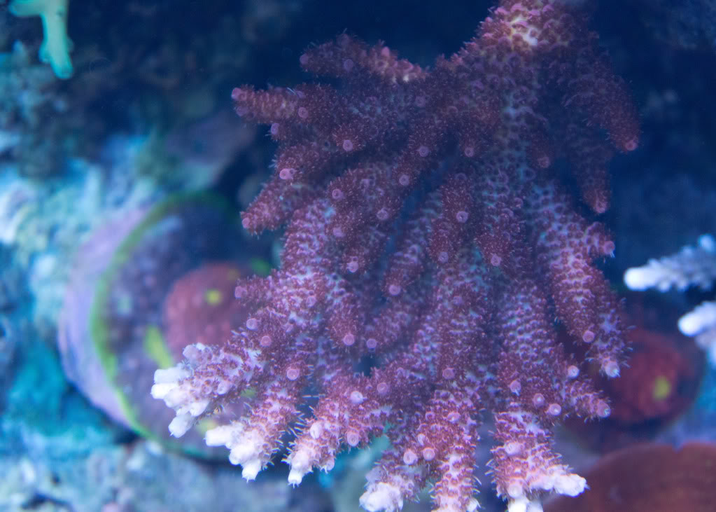red-coral.jpg