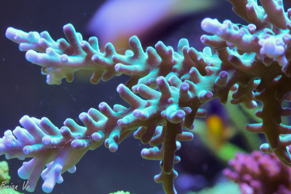 corals006.jpg