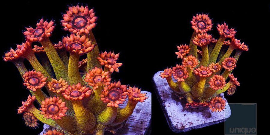 amazeballs-goni-unique-corals.jpg