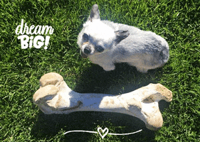 Little Dog Dreaming GIF by Harley's Dream's Dream