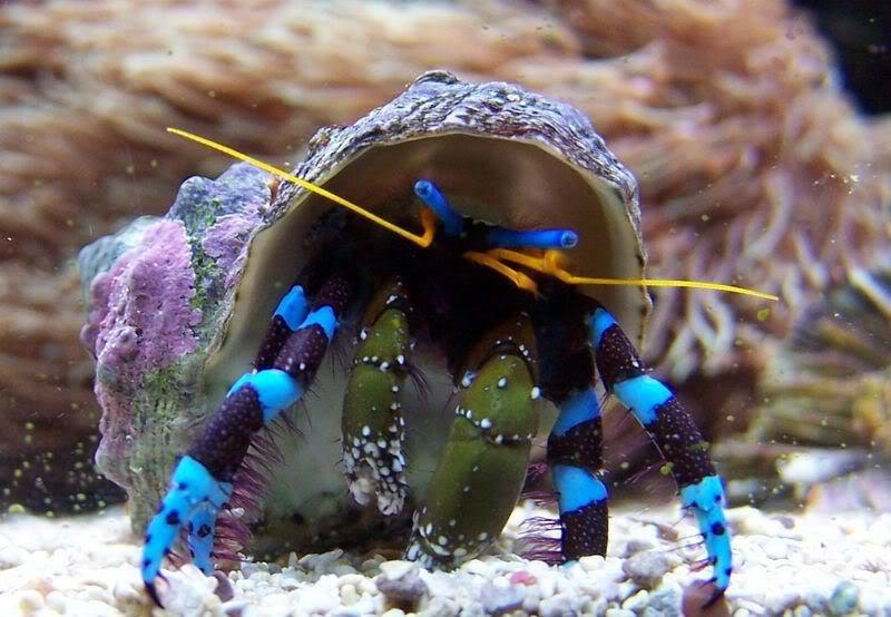 Electric Blue Hermit Crab - (Calcinus elegans)
