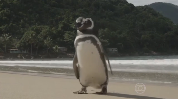 ad199230273a-penguin-called.png