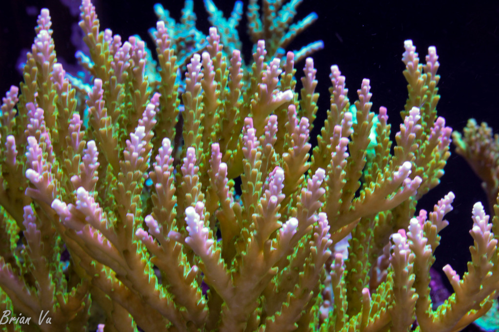 corals007.jpg