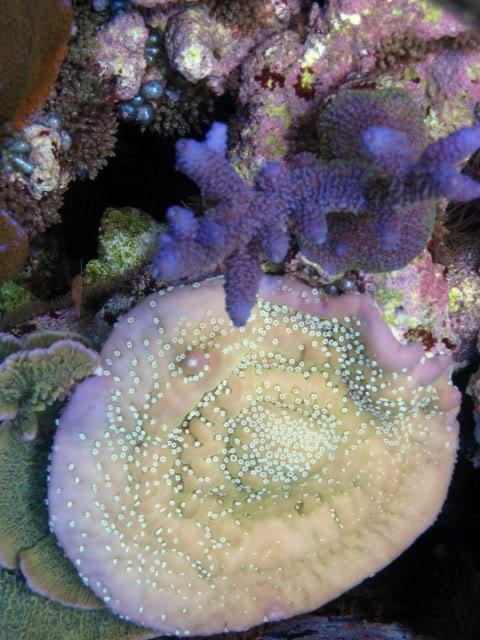 Corals008.jpg