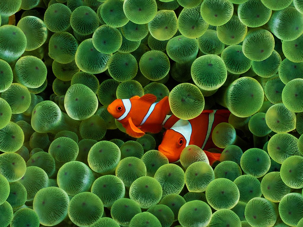 clown_fish_and_a_sea_anemone-2640.jpg