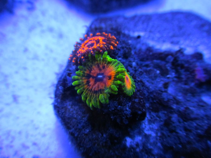 ReefKoi-Corals-Hallucination-Paly.jpg