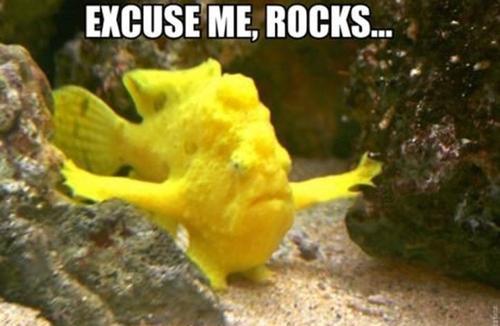 Excuse-Me-Rocks-Frogfish.jpg