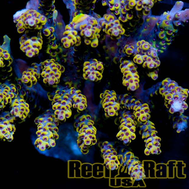 Reef-Raft-USA-D-Day-Acropora.jpg