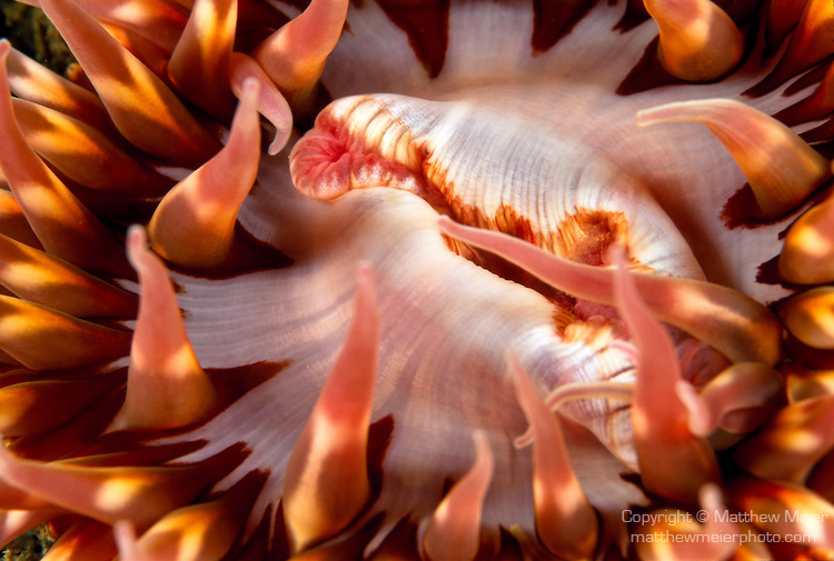 fish-eating-anemone-photo-002018f.jpg