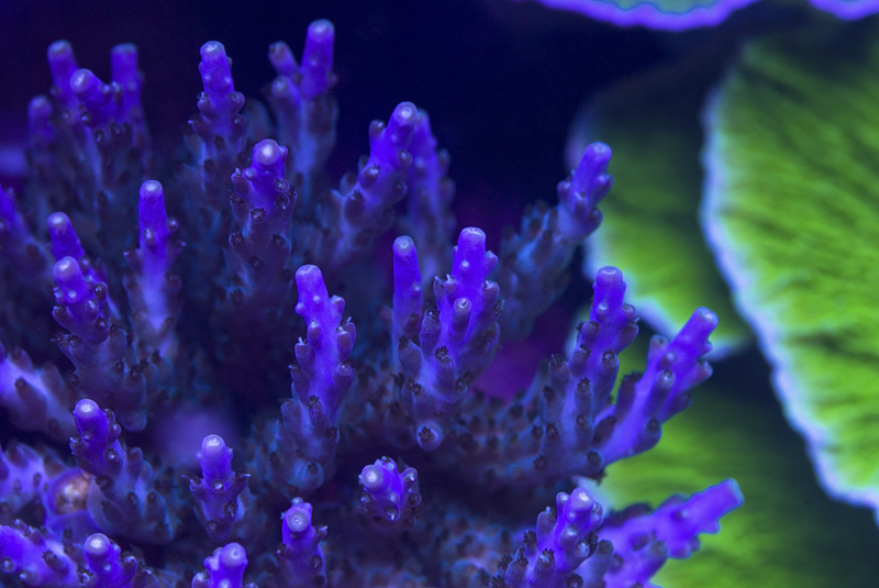 Acropora_Purple_tip_resized.png
