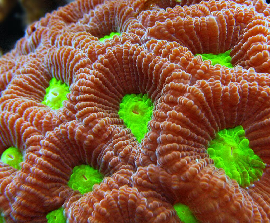 Corals11614004_zps4dc3d0de.jpg