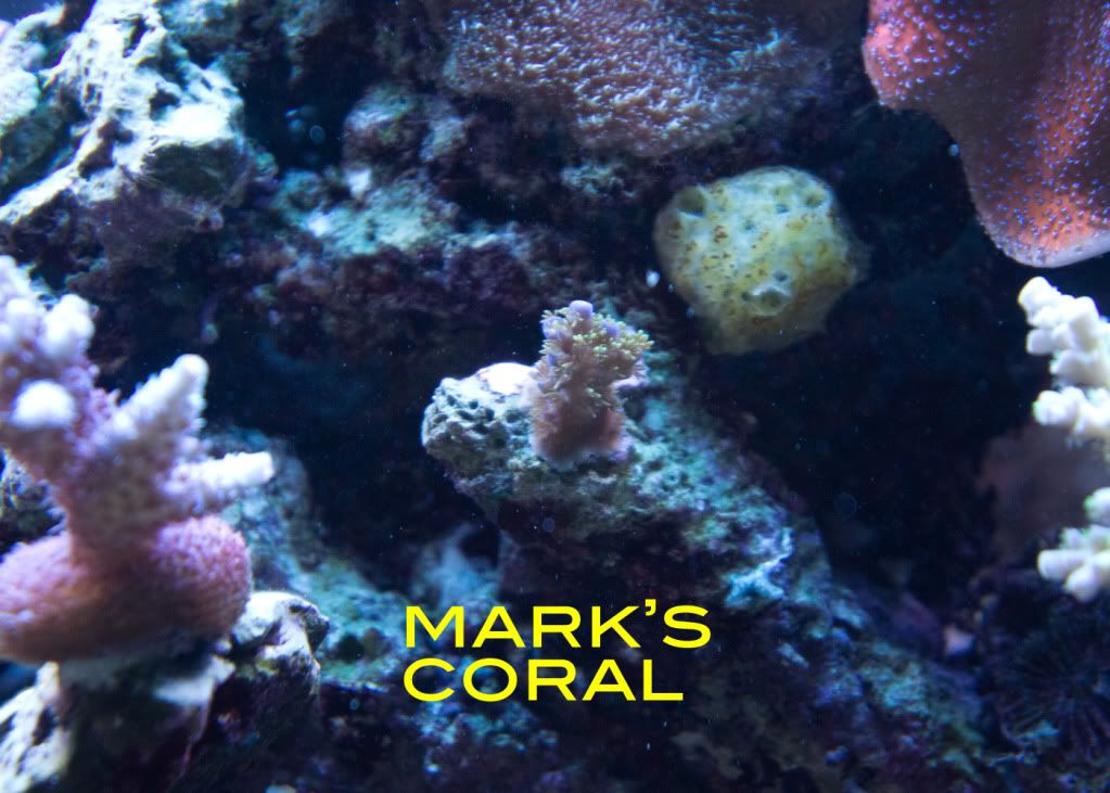 lakers-coral.jpg