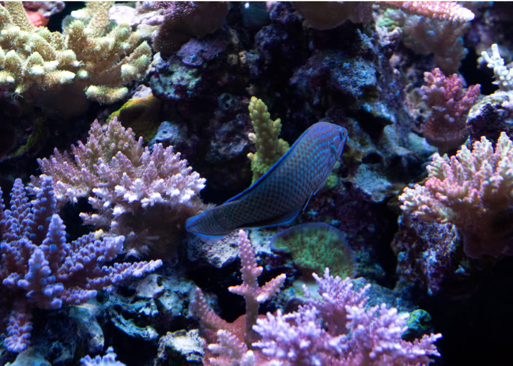 grey-headed-wrasse-and-coral.jpg