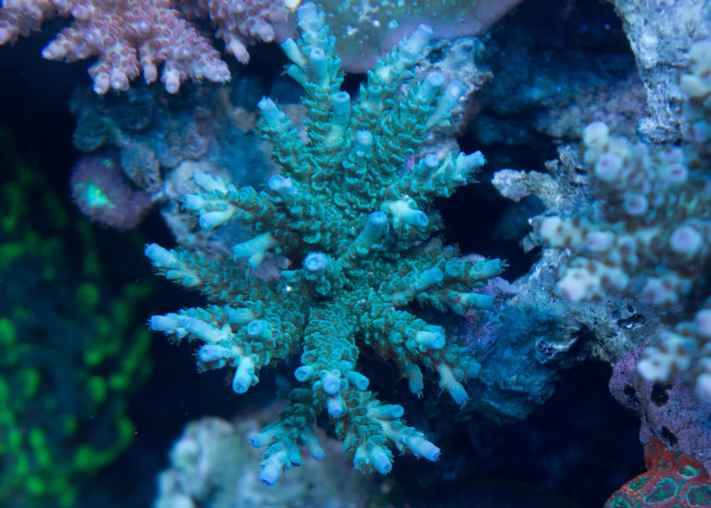 joe-the-coral.jpg