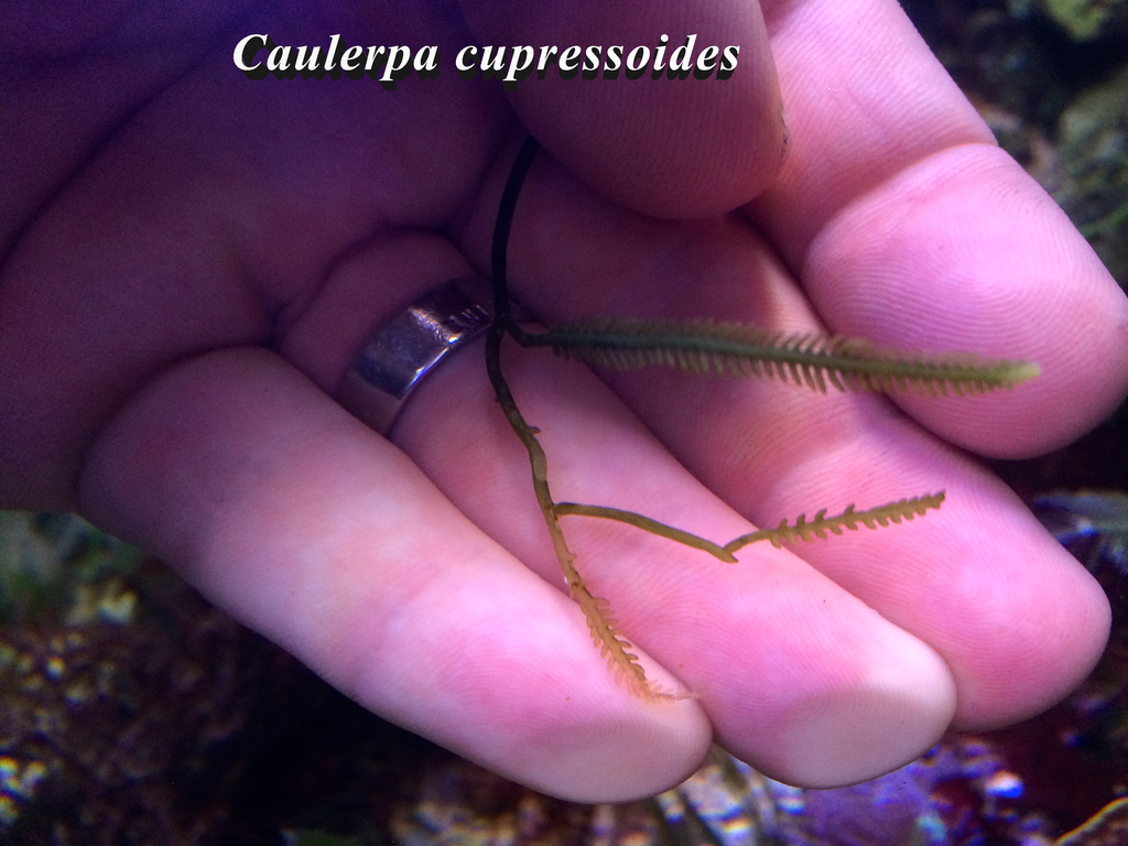 Caulerpa_cupressoides_zpswrltyo9i.png