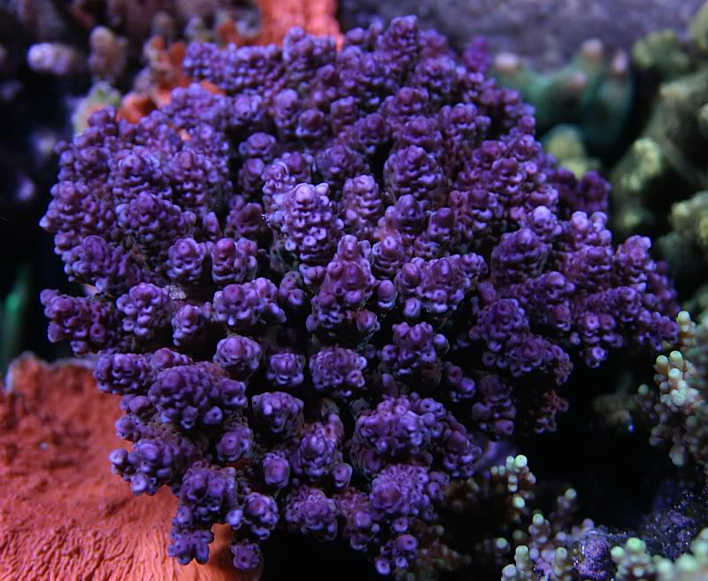 jakes20pink20and20green20acropora20.jpg