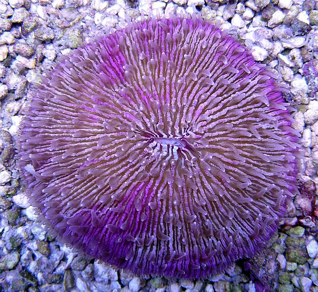 PurpleCrazedFungia-59.jpg