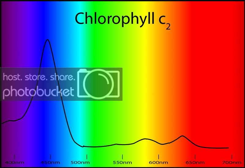 chlorophyllc2.png