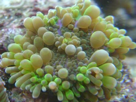 coral034.jpg