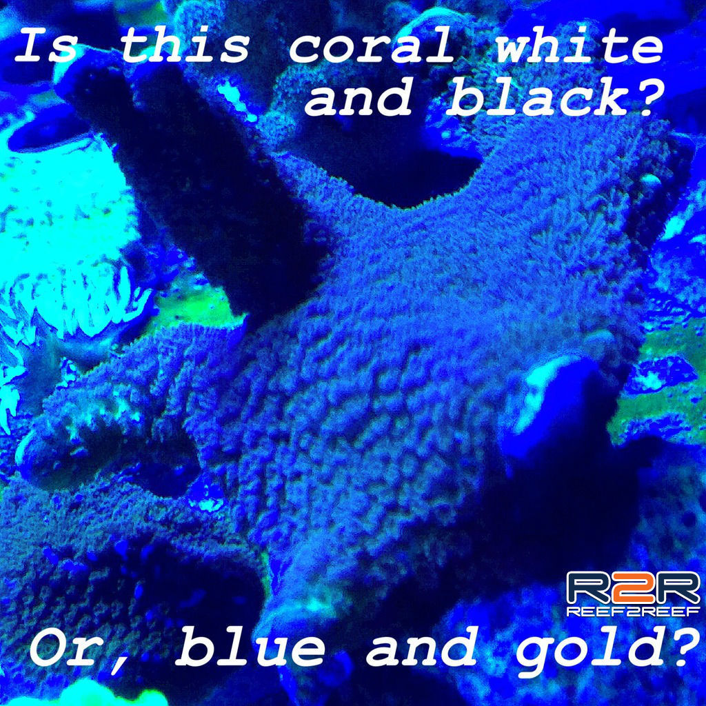 Coral%20MEME%20black%20or%20gold_zpsacw37eru.jpg