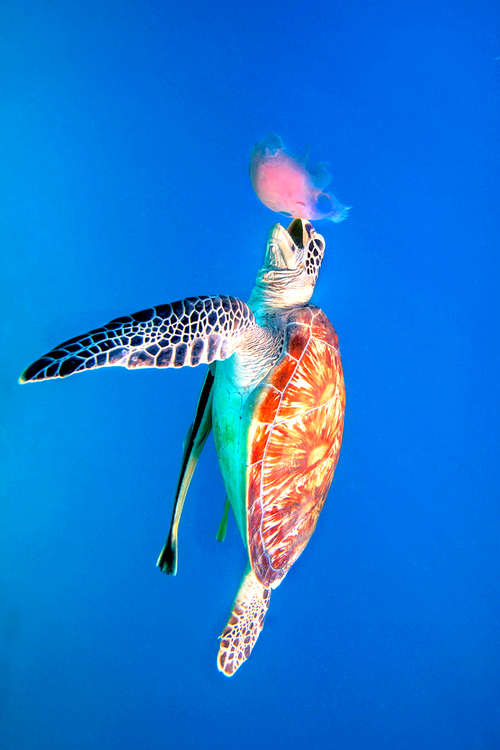 Green-Sea-Turtle_zps35da2b90.jpg