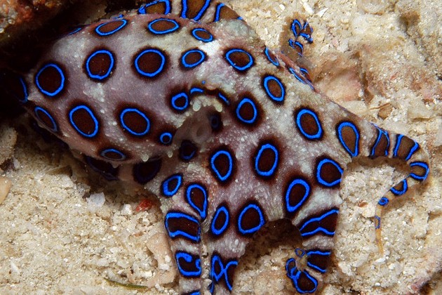 blue-ringed-octopus-venom_zps5f6b50a2.jpg