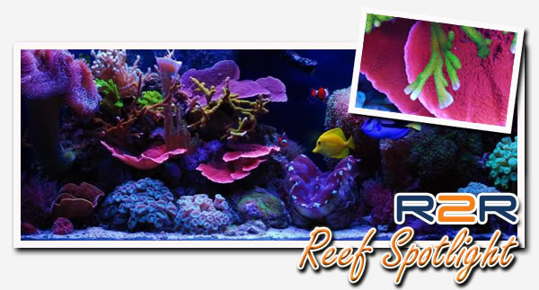 reefspotlight-1.jpg