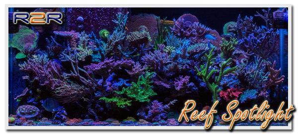 reefspotlight23.jpg