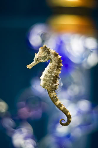 lined-seahorse-by-House-photography.jpg