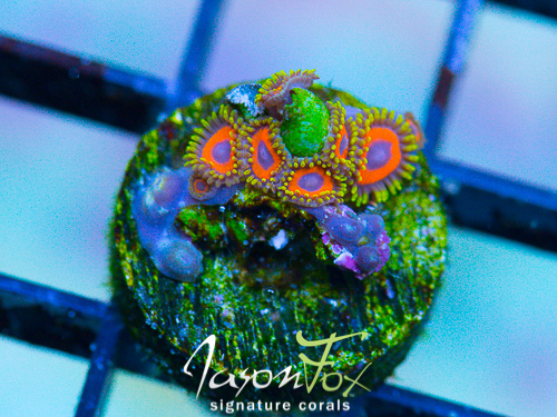 Winter live sale!!! | Page 18 | REEF2REEF Saltwater and Reef ...