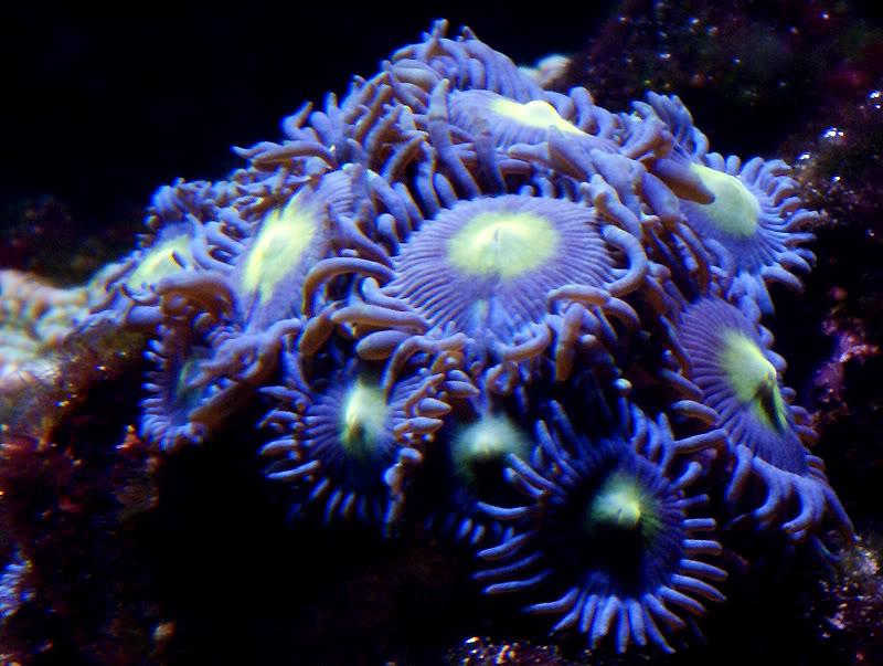 corals096.jpg