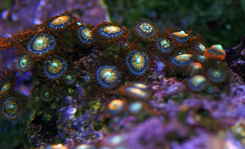corals098.jpg