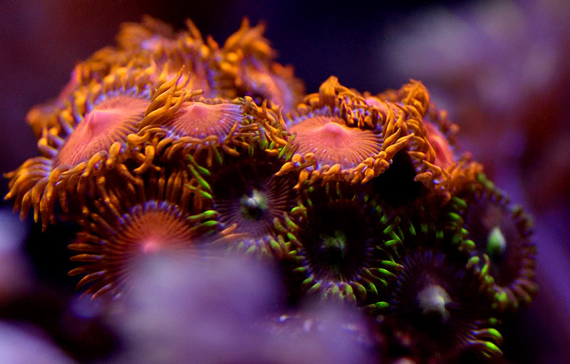 corals099.jpg