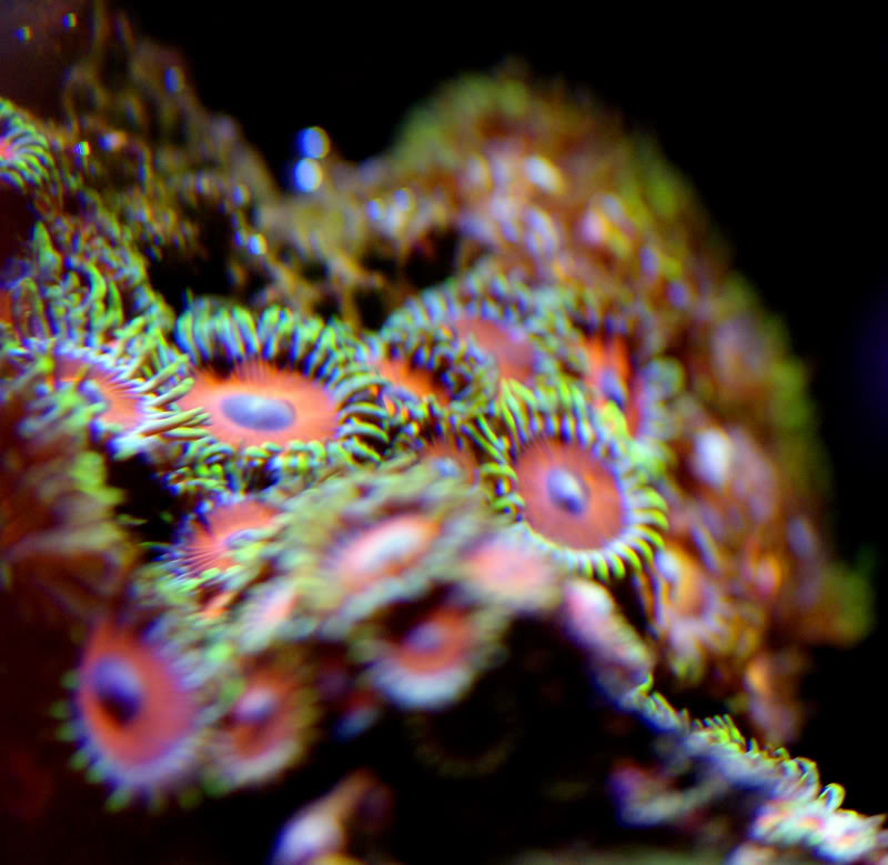 corals100.jpg