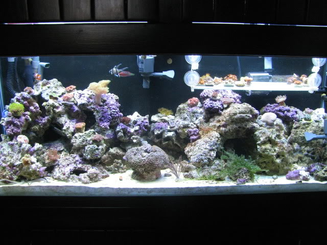 corals010.jpg