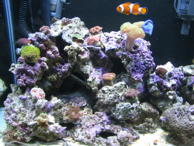 corals011.jpg