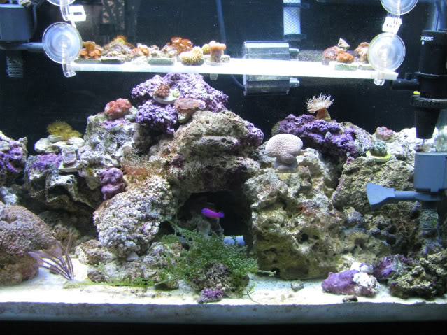 corals012.jpg
