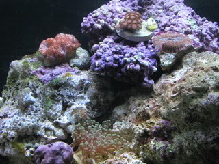 corals016.jpg