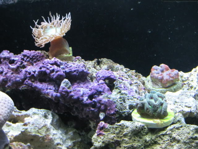 corals017.jpg