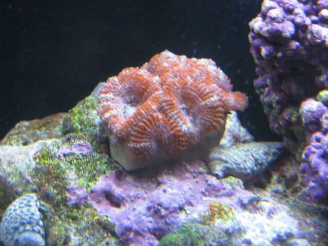 corals020.jpg