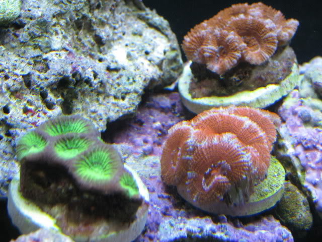 corals022.jpg
