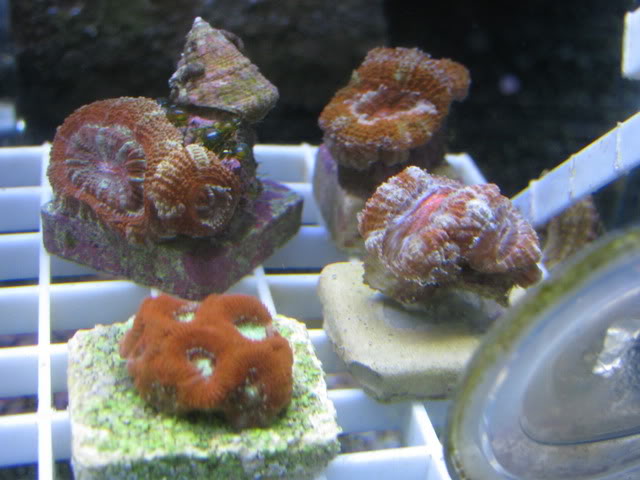 corals023.jpg