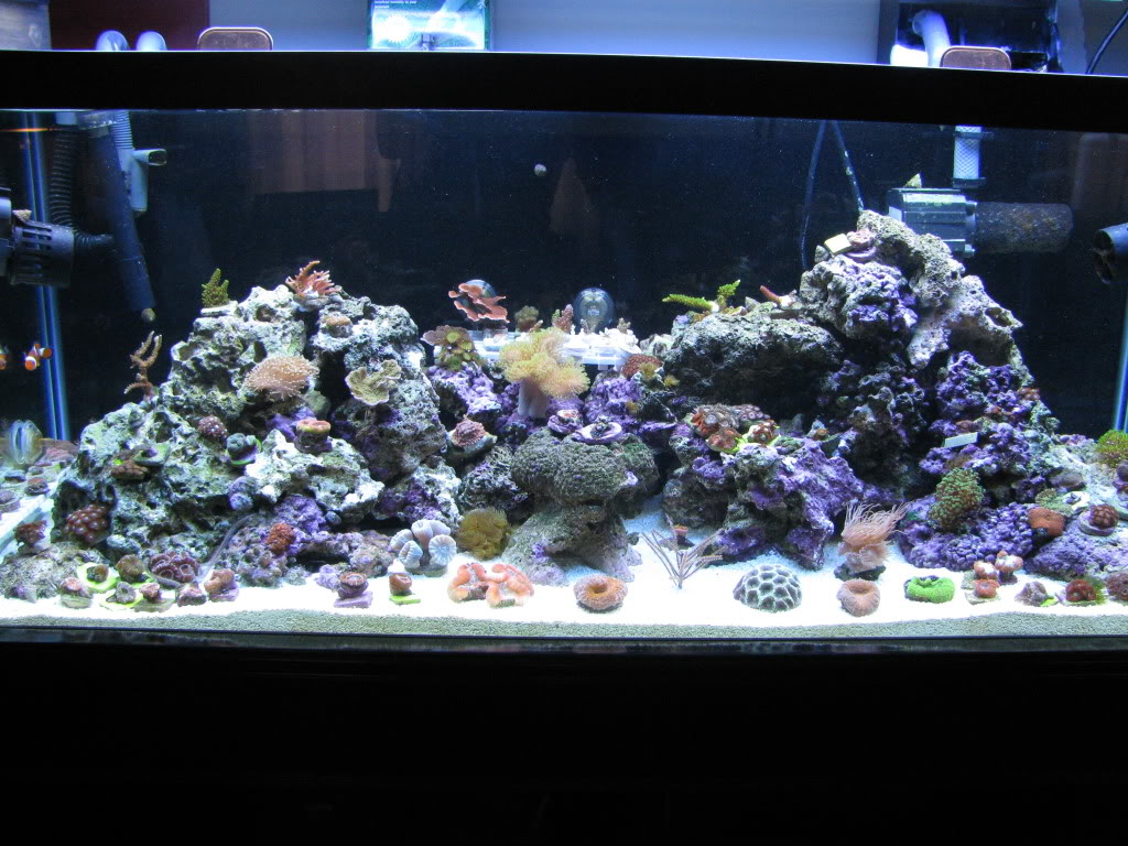 corals086.jpg