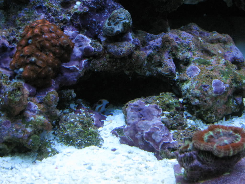 corals090.jpg